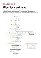 Biology diagram show pathway of glycolysis for break down glucose into pyruvate and generate energy as ATP in cell vector