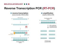 el diagrama de biología molecular explica el concepto y el proceso de transcripción inversa o rt pcr para amplificar material genético de rna o detectar el virus covid19 vector