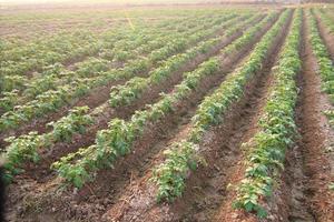Rows of recently sprouted potatoes growing in a field photo