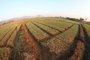 Green onion field in Northern of Thailand photo