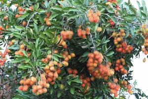 Tropical fruit, Rambutan on tree photo