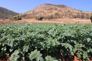 Rows of recently sprouted potatoes growing in a field photo