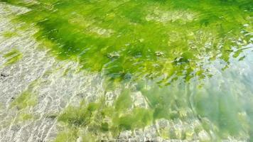 Ripples on the green water surface of the dam, abstract aquatic moving background. video