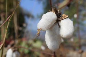 Close-up of Ripe cotton   on branch photo