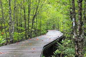 Wood path way among the Mangrove forest, Thailand photo