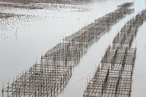 Shellfish farm, Thailand photo