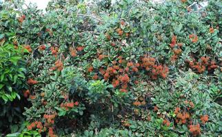 Tropical fruit, Rambutan on tree photo