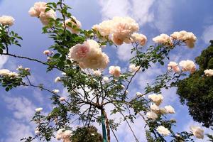 rosas blancas - alba, contra el cielo azul. foto