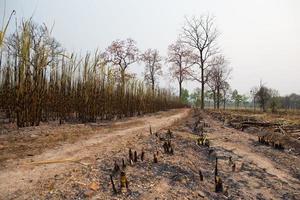 Sugarcane field fired photo