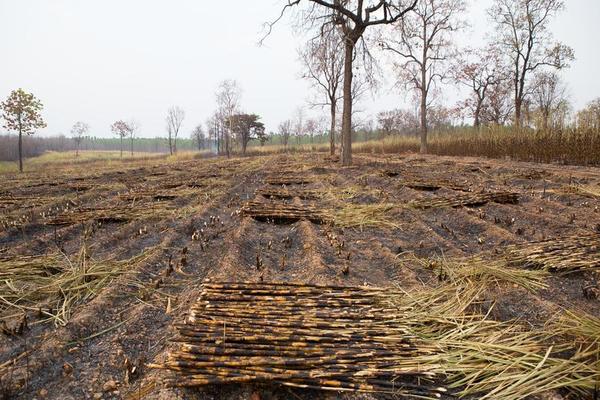 Habitat Destruction Stock Photos, Images and Backgrounds for Free Download Biology Diagrams