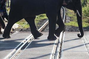 Elephants were crossing the railway photo