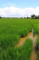 Green and golden rice field in thailand photo