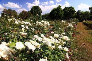 White roses - Alba,against blue sky. photo