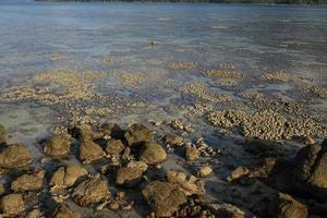 Corals in shallow waters during low tide
