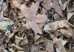 A pile of dried leaves photo