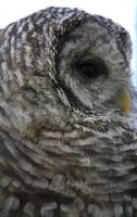 A snowy owl in a zoo photo