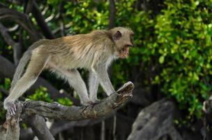 Long tailed macaque photo