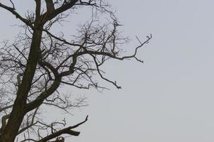 árbol desnudo con fondo gris foto