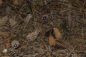 pinecone in the forest photo