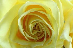 A close up of a yellow rose photo