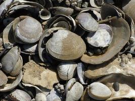 A group of empty seashells photo