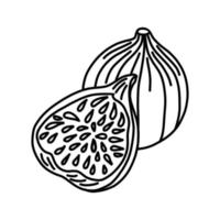 black and white vector sketch of figs and figs in section. a slice on a white background.