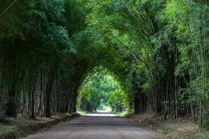 Bamboo tunnel and road photo