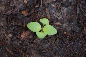 plántulas de albahaca de cerca foto