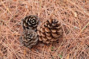 pine cones on the ground photo