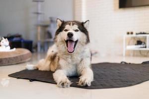 un lindo perro husky siberiano sonriendo con felicidad foto