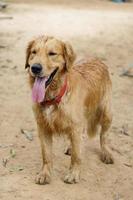 Wet and dirty Golden retriever smiliWet and dirty Golden retriever smiling on the groundng on the ground photo