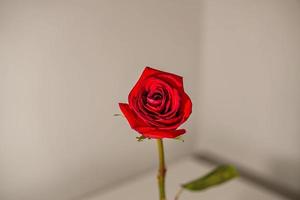 una rosa roja amor romantico foto