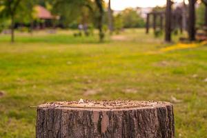 Stub in a park photo