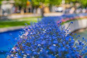 hermosas flores sakura tulipanes peonía rojo rosa azul bokeh árbol floreciente foto