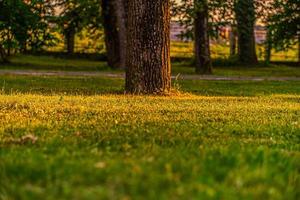 Sunshine or Sunset in the park Golden hour photo