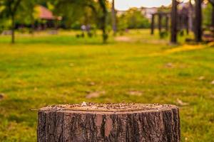 trozo de árbol hora dorada en el parque foto