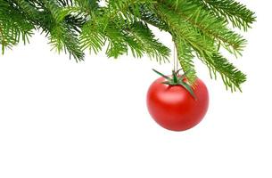 Tomato growing on a pine tree photo