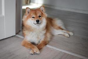 Portrait of japanese red dog shiba inu. Cute beautiful dog and fluffy shiba inu dog. photo