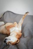 Japanese shiba inu dog sleeps on the bed.  Cute red dog sleeping very funny. photo