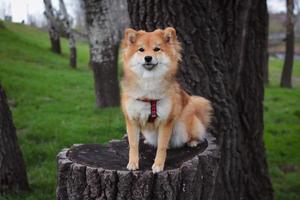 el perro shiba inu japonés se sienta en un tocón en el parque. retrato de un hermoso perro shiba inu rojo y esponjoso foto