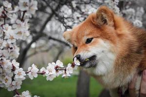 japonés esponjoso shiba inu oliendo albaricoque flores blancas foto