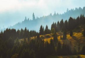 Fir tree forest background in autumn with misty weather. Nature outdoors landscape
