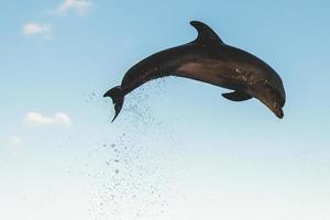 One isolated dolphin jump mid-air splash in clear blue sky outdoors photo