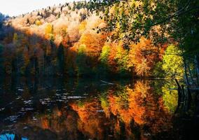 Aerial view colorful tree textures in autumn outdoors . Landscape panorama rows of fall trees on hill with blue sky background in sunny day photo