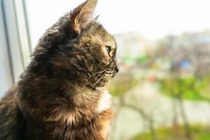 lindo gato de carey sentado en el alféizar de la ventana cerca de la ventana y mirando por la ventana foto