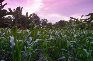view of corn plantations in the daytime photo