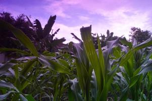 view of corn plantations in the daytime photo
