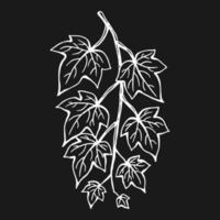 Ivy leaves. Hand drawn illustration converted to vector. vector