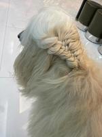 White Afghan Hound got hair braided. Dog long hair. photo