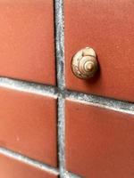 shell of snail on wall background with copy space behind snail shell photo